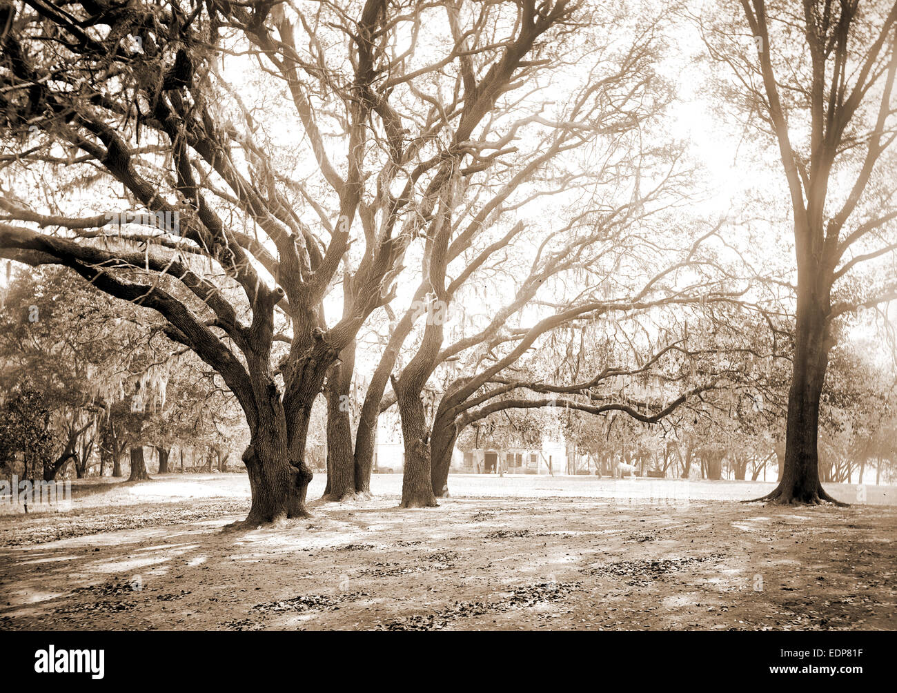 Chicora Park, Charleston, S.C, de parques, de Estados Unidos, Charleston, Carolina del Sur, 1890 Foto de stock