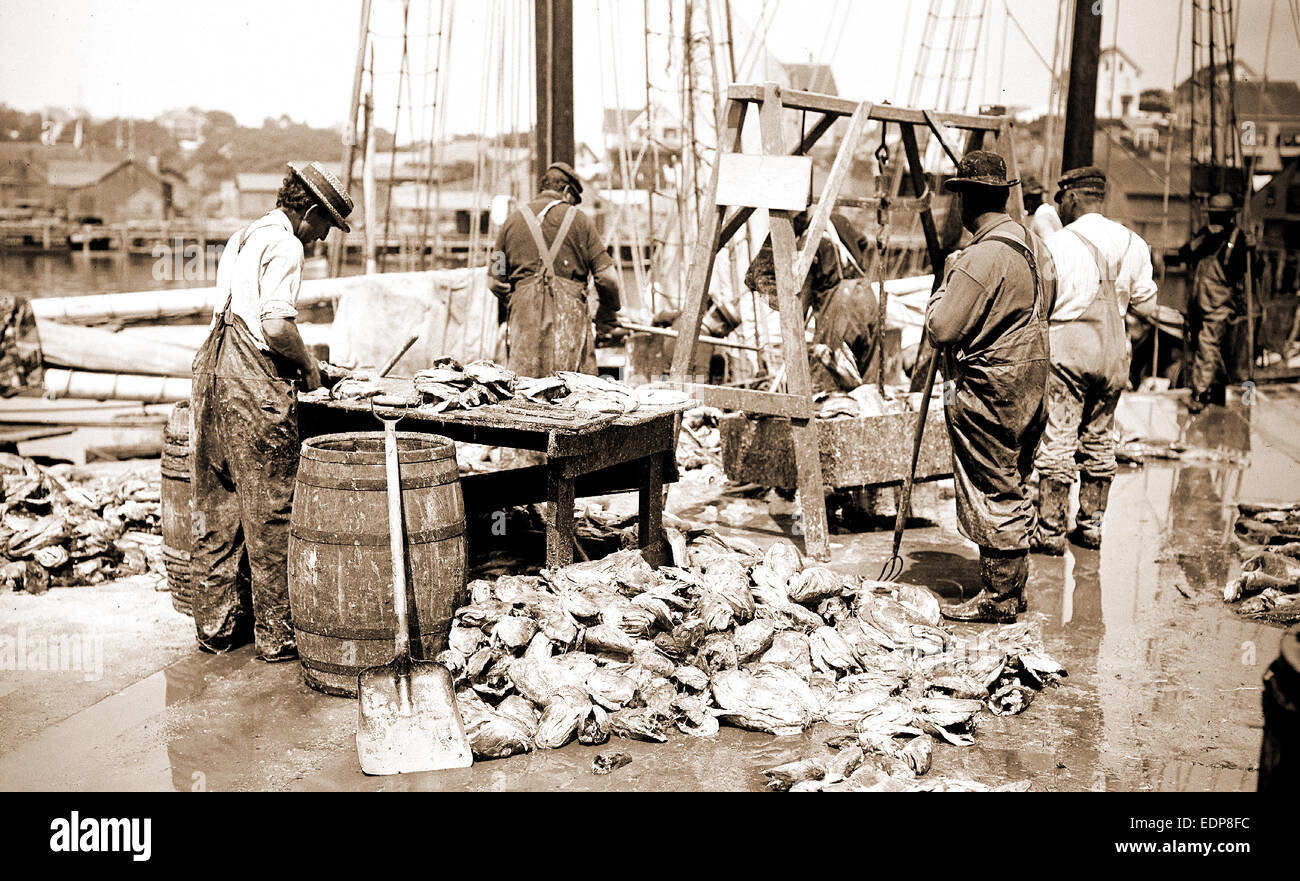 Sopesando la captura, Gloucester, misa, muelles y embarcaderos, industria pesquera, de Estados Unidos, Massachusetts, Gloucester, 1900 Foto de stock