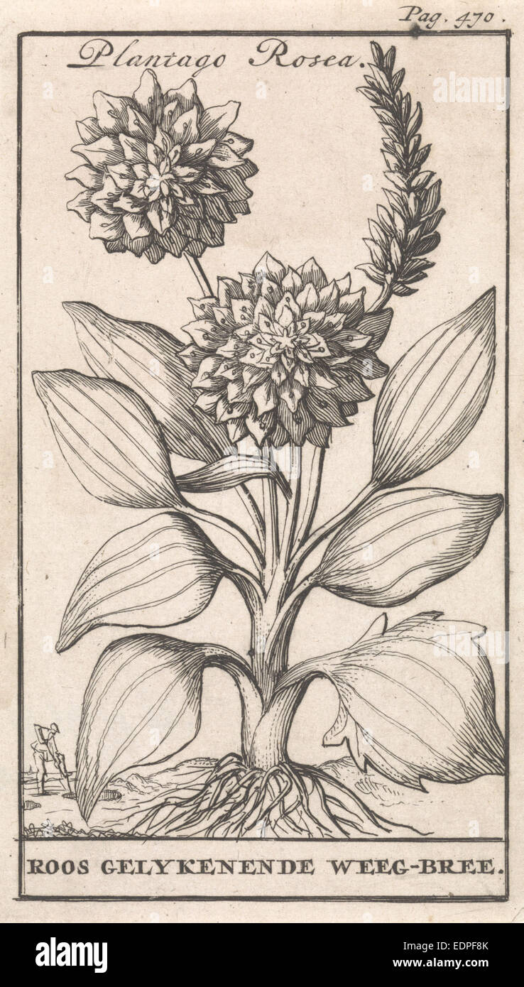 Plátano, Caspar, Jan Luyken Claesz diez Hoorn, 1698 Foto de stock