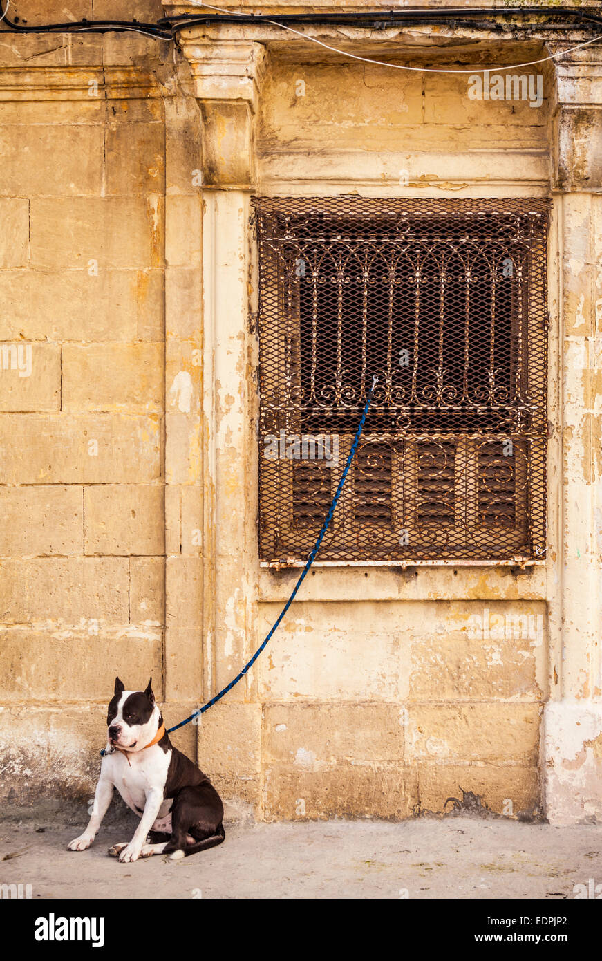 Perro blanco y negro encadenado a la pared de piedra medieval Valletta, Malta UE Europa Foto de stock