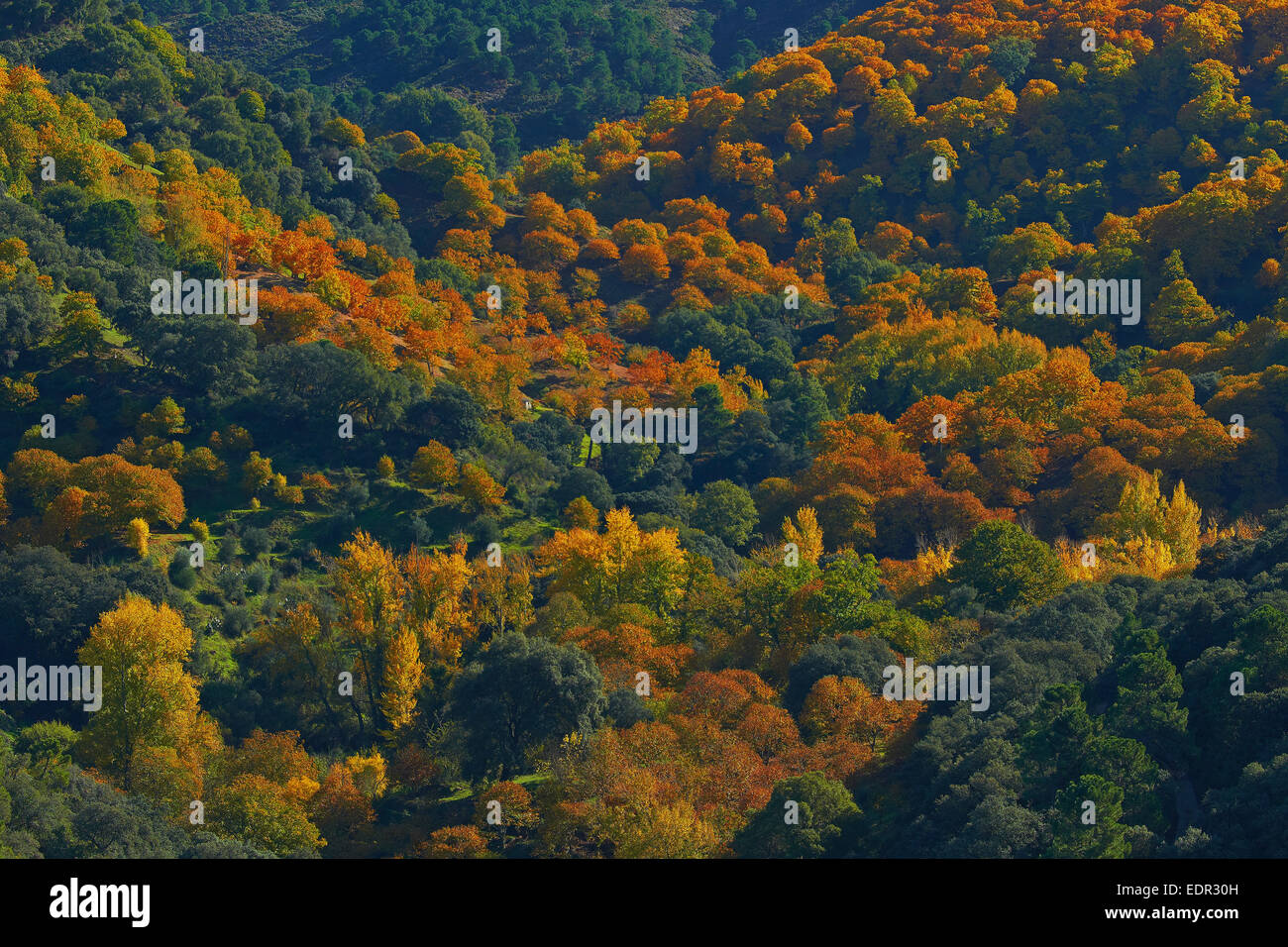 Valle del Genal, bosque de castaños (Castanea sativa), el otoño, el