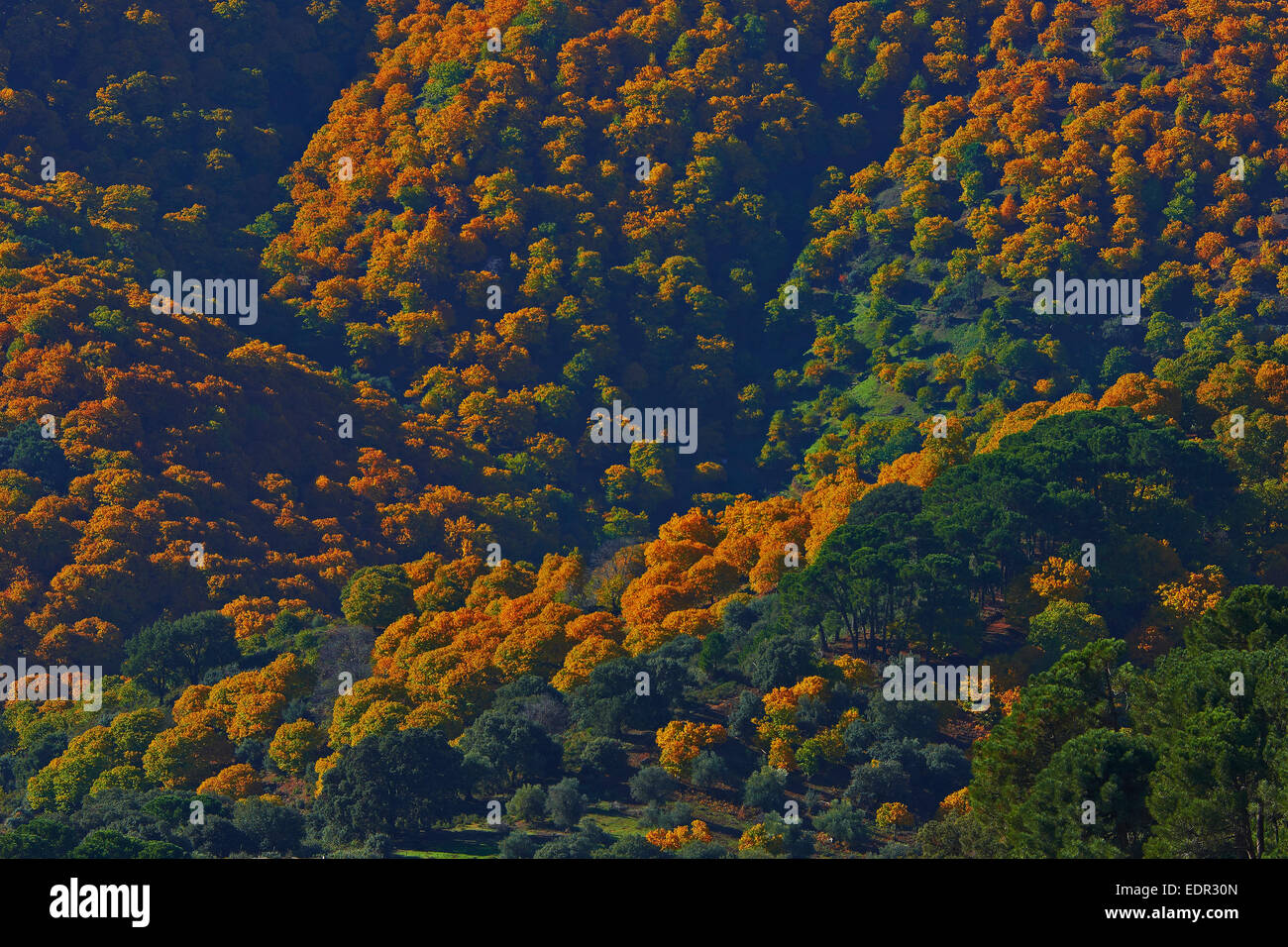 Valle del Genal, bosque de castaños (Castanea sativa), el otoño, el