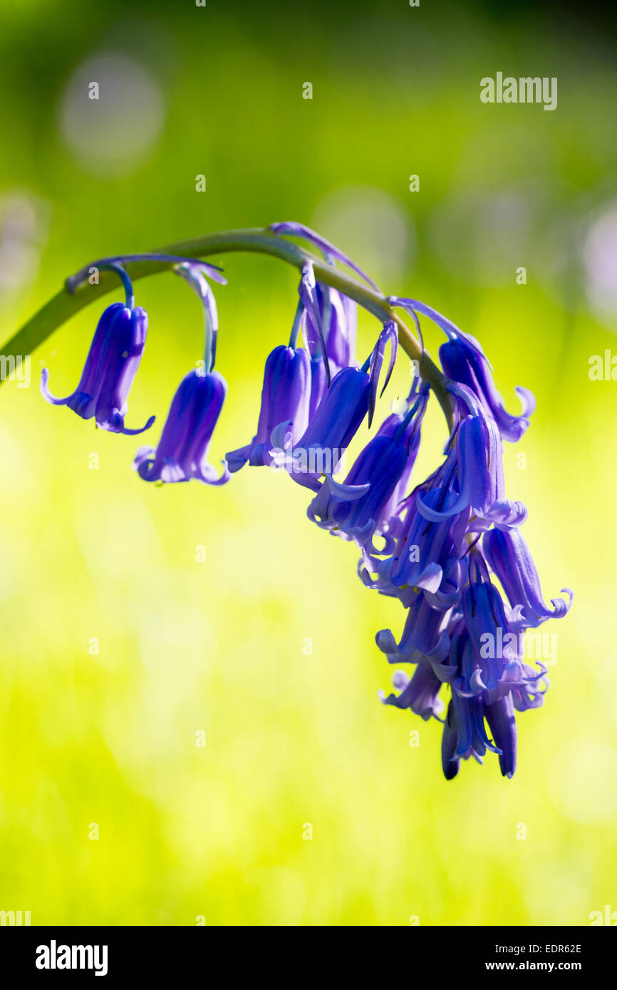 Las campánulas azules floración en bluebell wood en los Cotswolds, REINO UNIDO Foto de stock