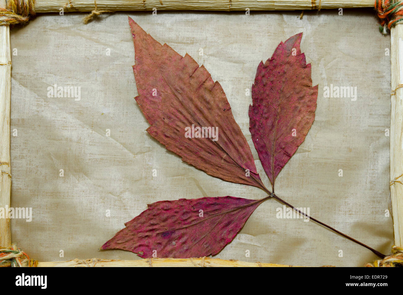 Hojas de otoño roja seca en un antiguo bastidor vintage Foto de stock
