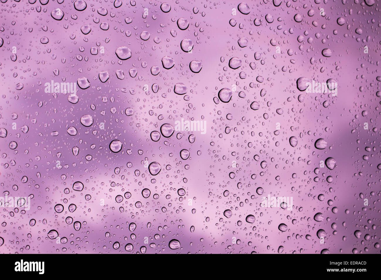 Gotas de agua en el cielo púrpura de fondo de vidrio. Foto de stock