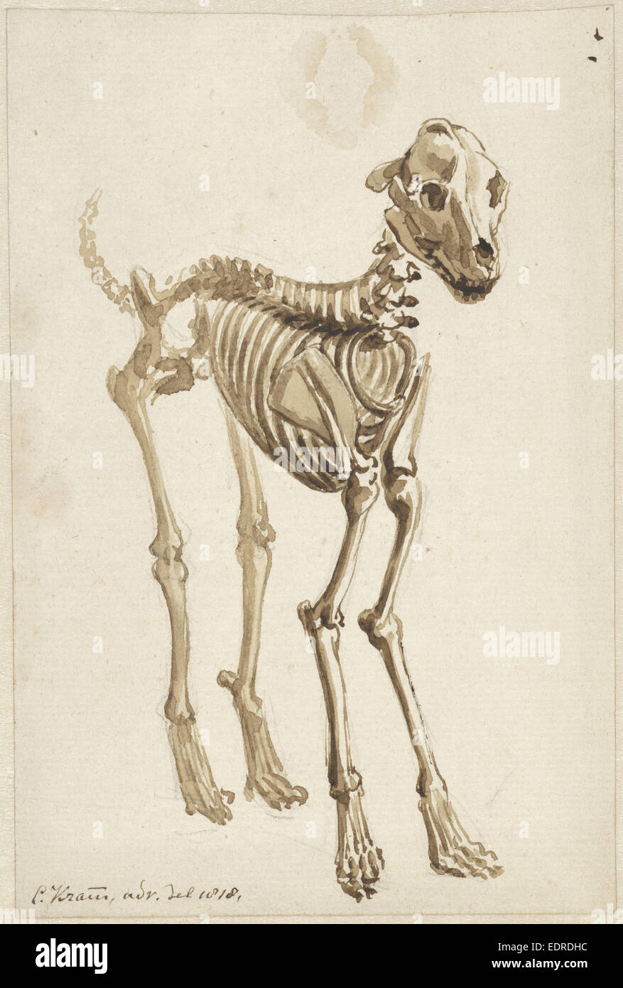 El esqueleto de un perro, desplazamiento frontal, Christiaan Kramm, 1818 Foto de stock