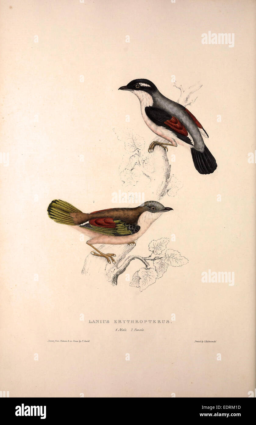 Lanius Erythropterus, actuación en "The Shrike"-babbler del Himalaya. Las aves de las montañas del Himalaya, grabado 1831 por Elizabeth Gould Foto de stock