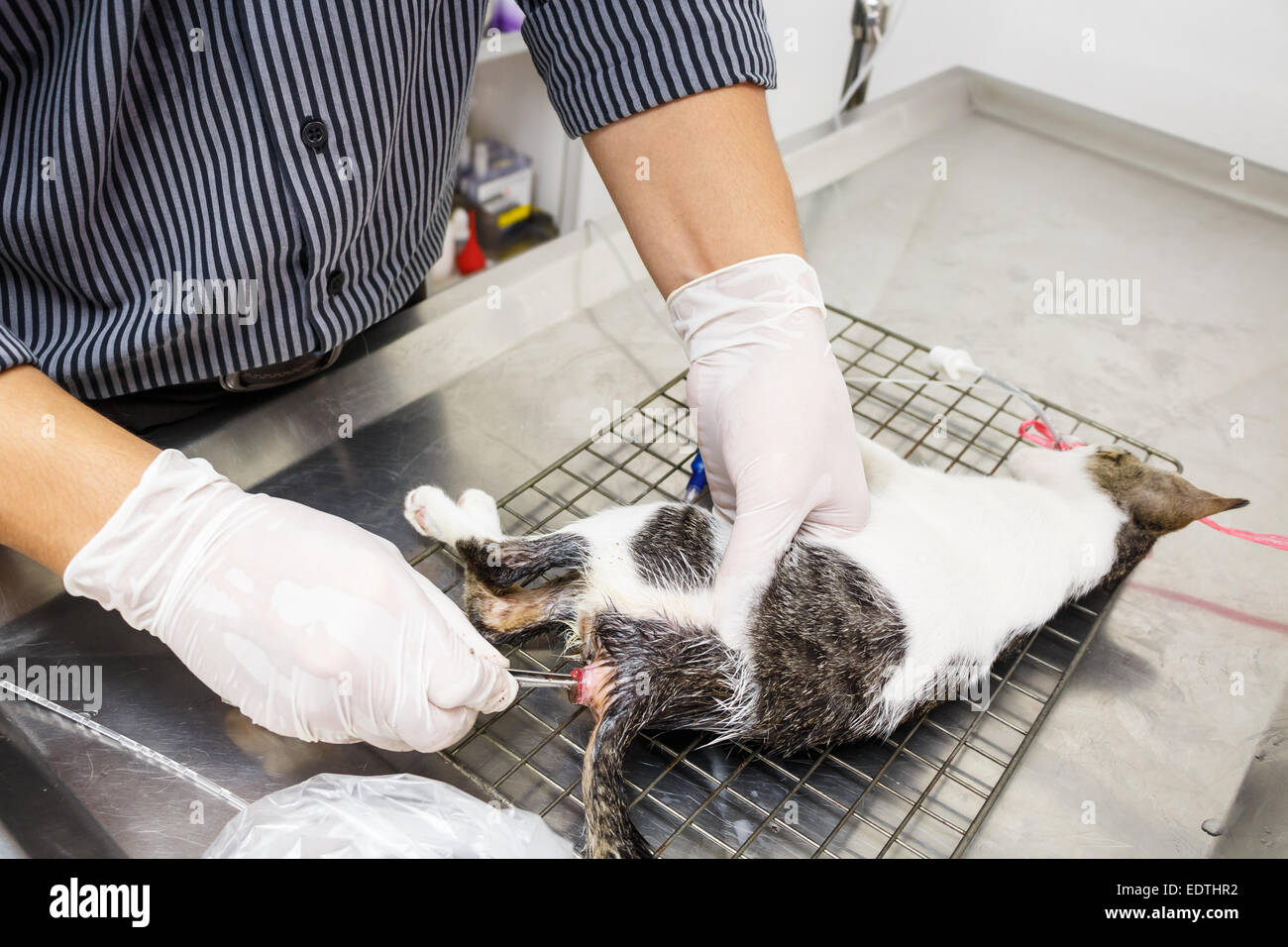 Mantenga forcep veterinario y retire las heces (enema de gatito (estreñimiento) en el hospital veterinario ,Tailandia Foto de stock