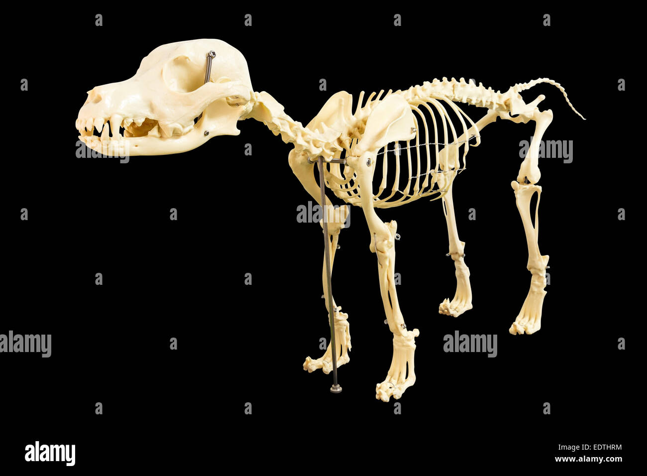 Modelo sobre el esqueleto del perro blanco blackground Foto de stock