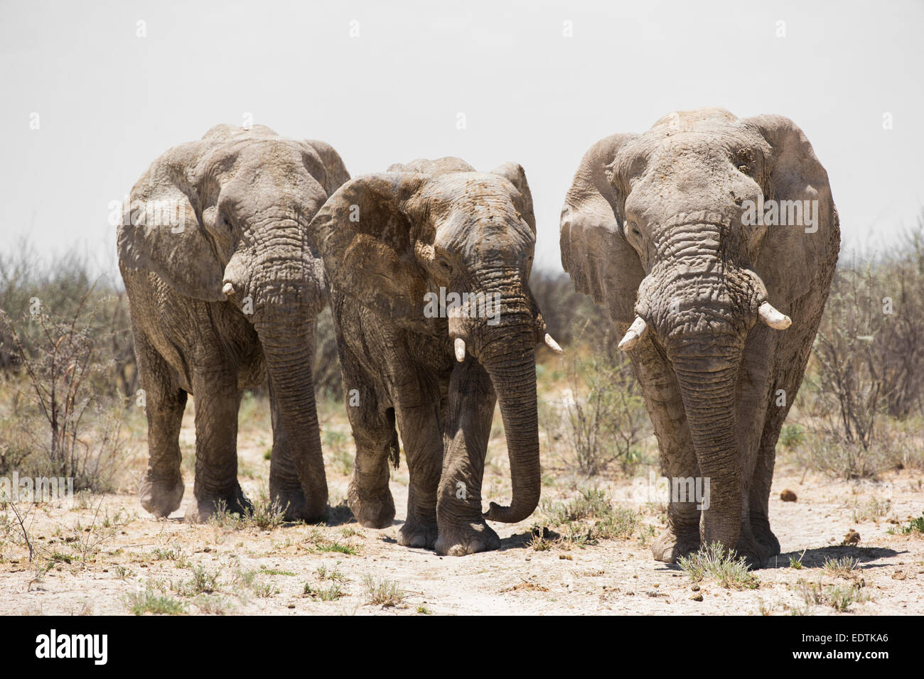Bull Elefantes Africanos (Loxodonta africana), caminando en el calor del sol de mediodía africano Foto de stock
