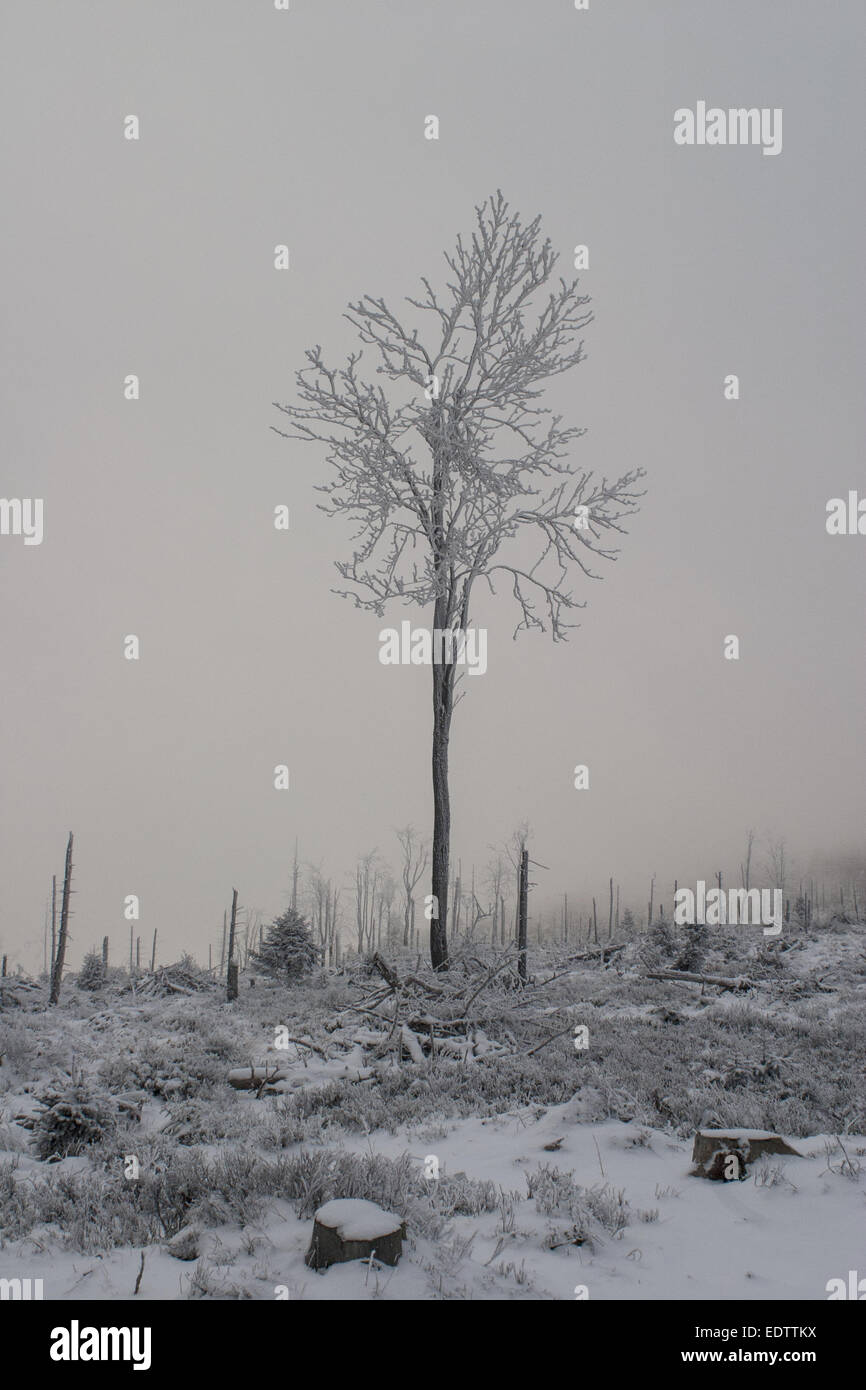 Solitario árbol en día de invierno - Paisaje Foto de stock