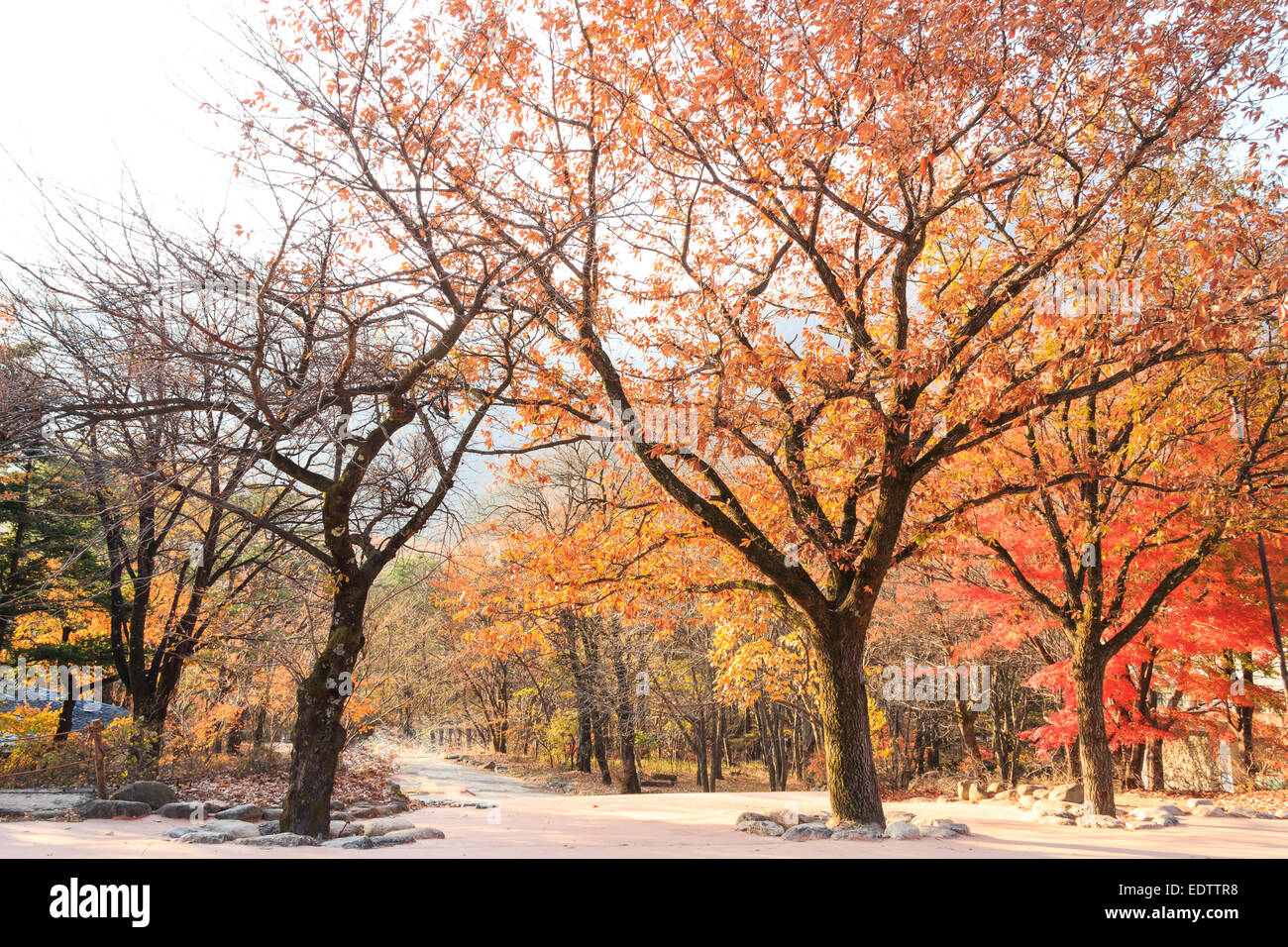 Coloridos árboles y camino al Parque Nacional de Seoraksan en otoño ,Corea del Sur Foto de stock