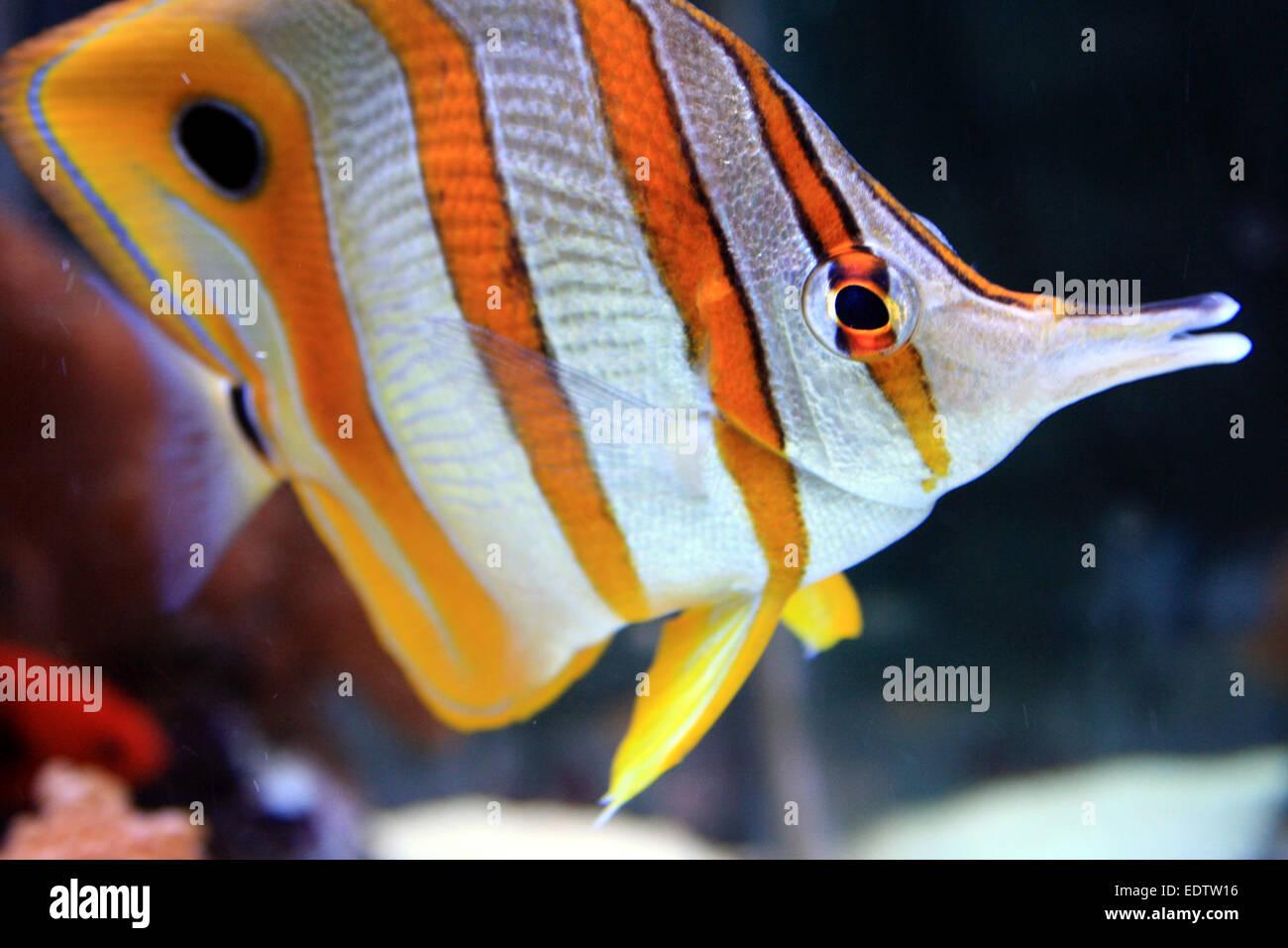 Una Copperband butterflyfish, también conocido como picuda de peces de coral, tiene una nariz estrecha y la boca se utiliza para cazar en pequeñas grietas o agujeros. Foto de stock