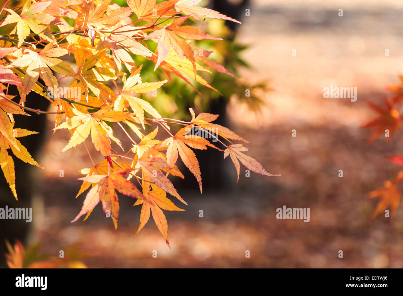Arce y bokeh en otoño en el Parque Nacional de Seoraksan, Corea del Sur Foto de stock