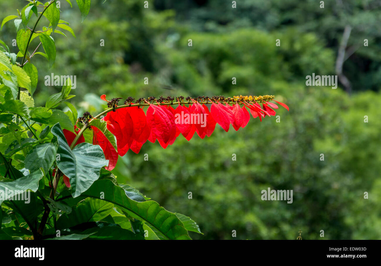 Chaconia :La flor nacional de Trinidad y Tobago, también llamado Wild Poinsettia Foto de stock
