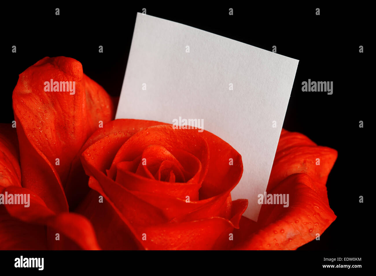 Rosa roja con nota en blanco Foto de stock