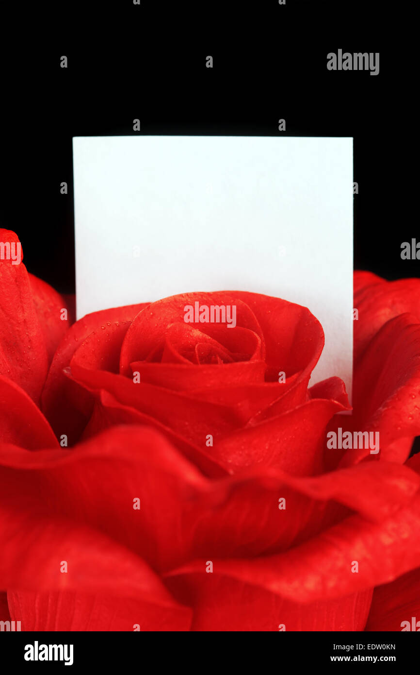 Rosa roja con nota en blanco Foto de stock