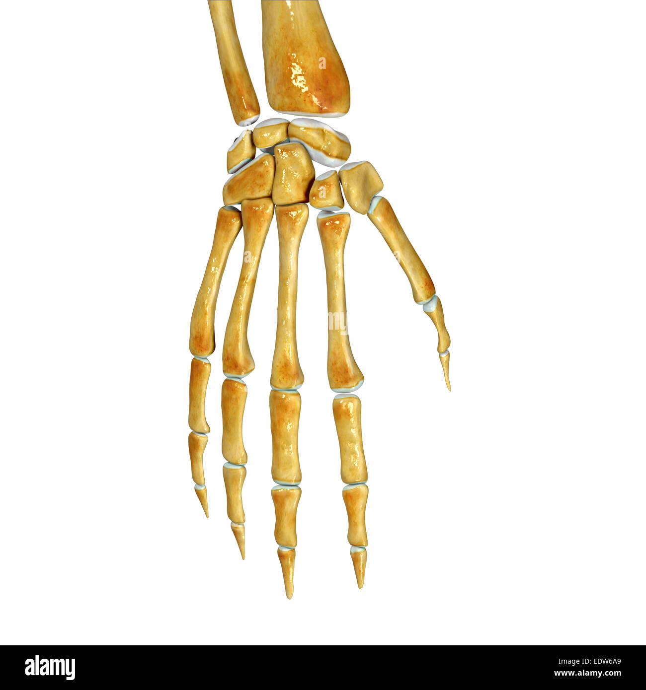 Esqueleto de la mano humana fotografías e imágenes de alta resolución