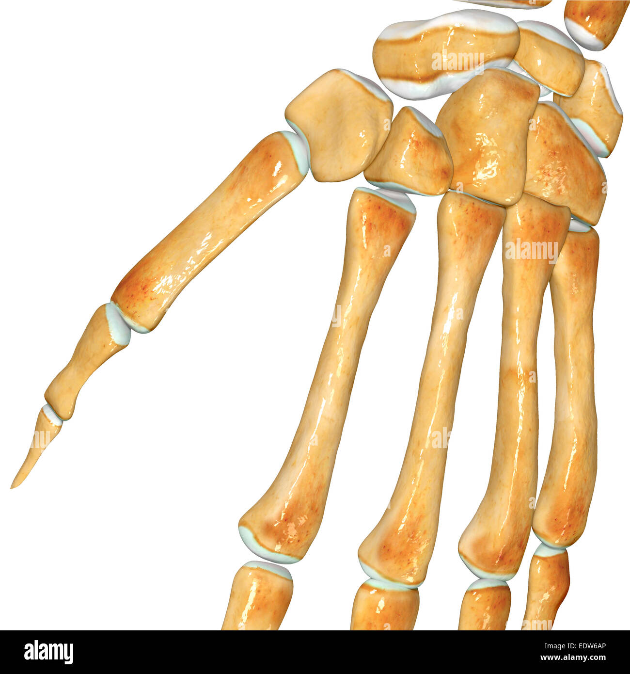 Esqueleto de la mano humana fotografías e imágenes de alta resolución
