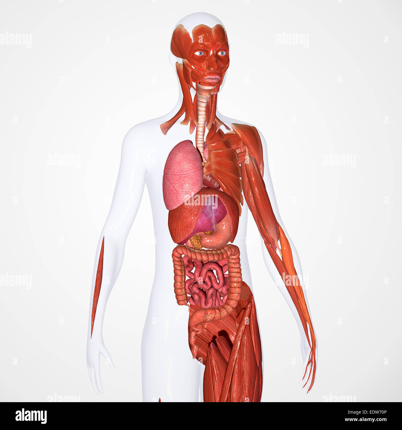 Los órganos del cuerpo músculos faciales Foto de stock