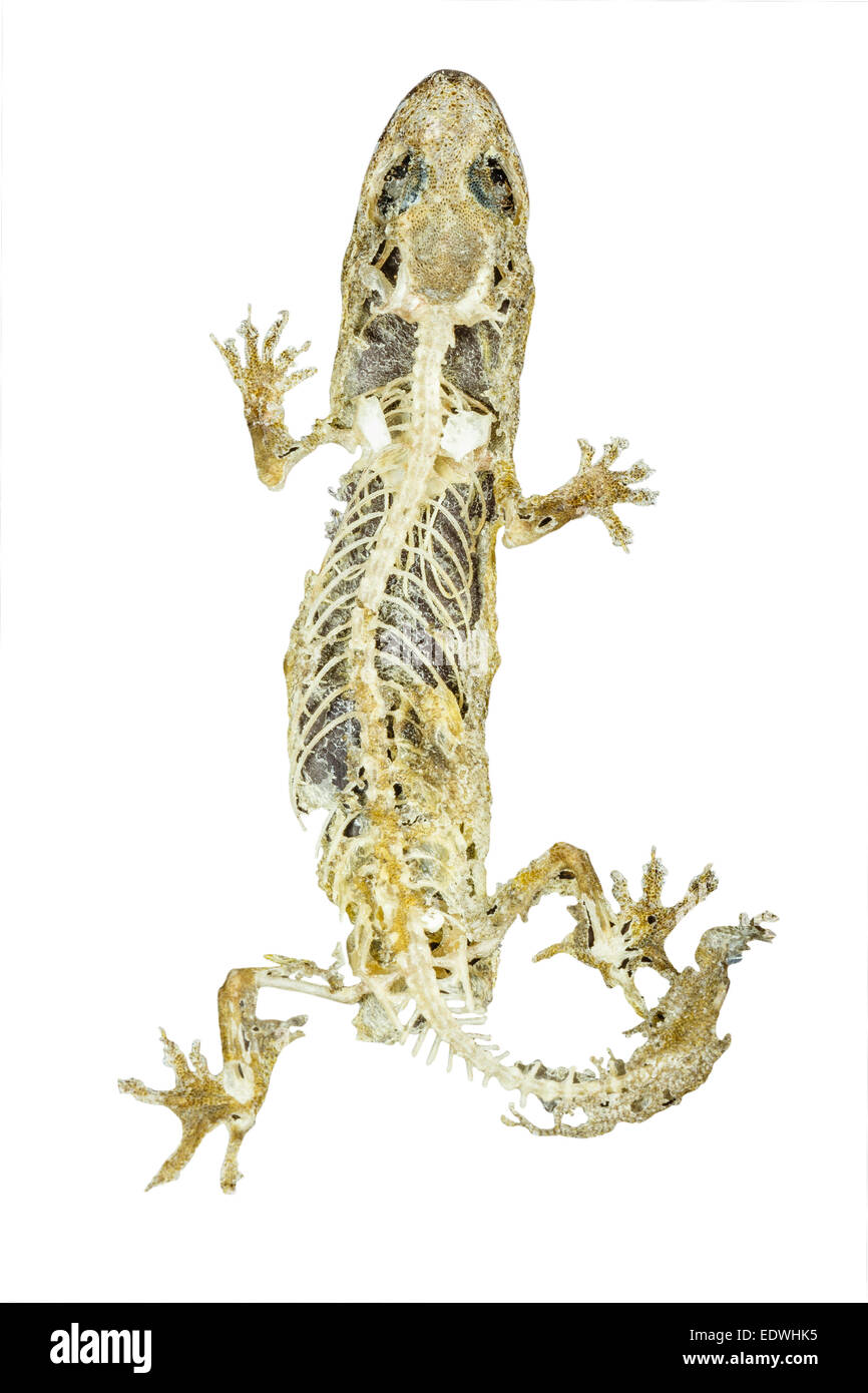 Cadáver de lagartija sobre fondo blanco. Foto de stock