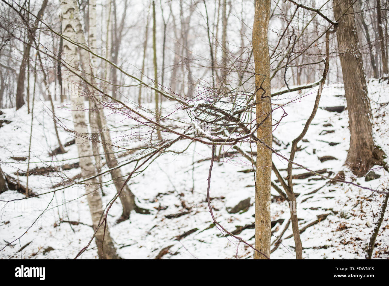 Un manojo de ramas crean un nudo como formación en el bosque en invierno Foto de stock