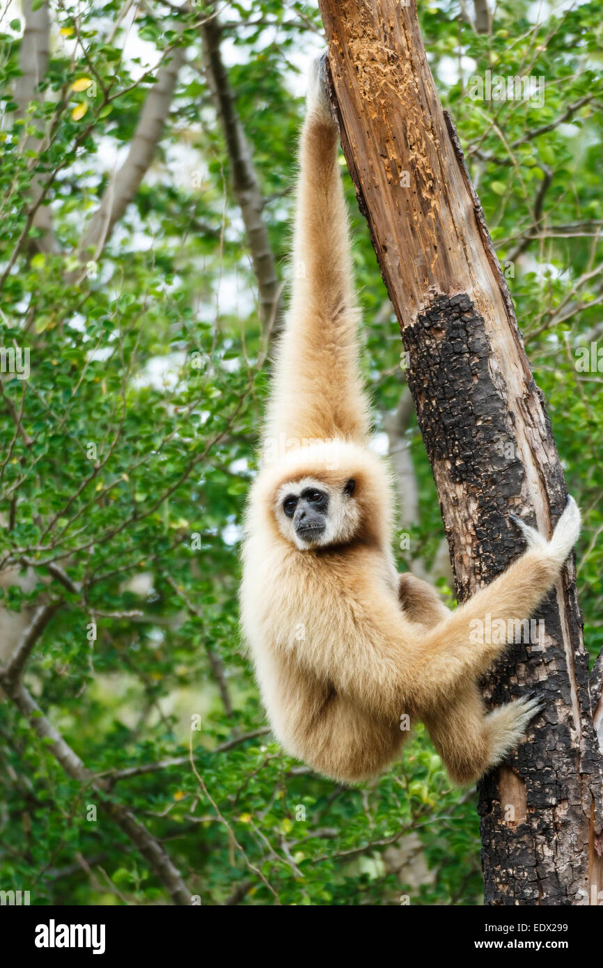 Gibbon (Hylobates lar) subir el árbol en el bosque ,Chiangrai ,Tailandia Foto de stock