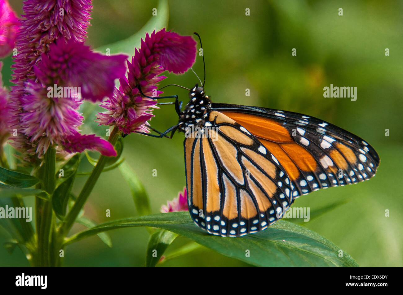 Wanderer (aka) mariposa monarca (Danaus plexippus) Foto de stock