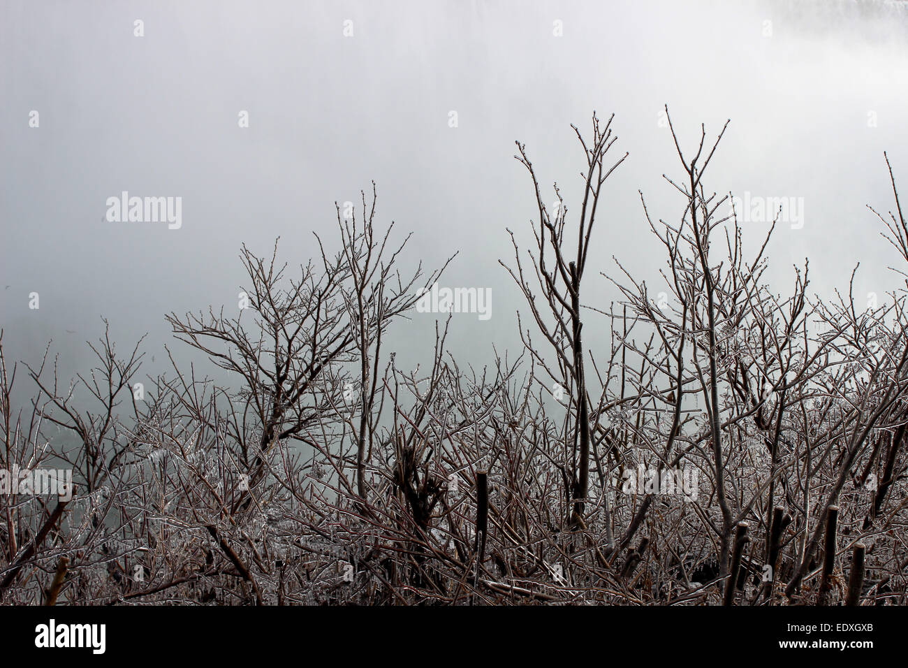 Hermoso paisaje de árboles congelados, testigos del antiguo buque insignia de Niagara Falls en Canadá Foto de stock