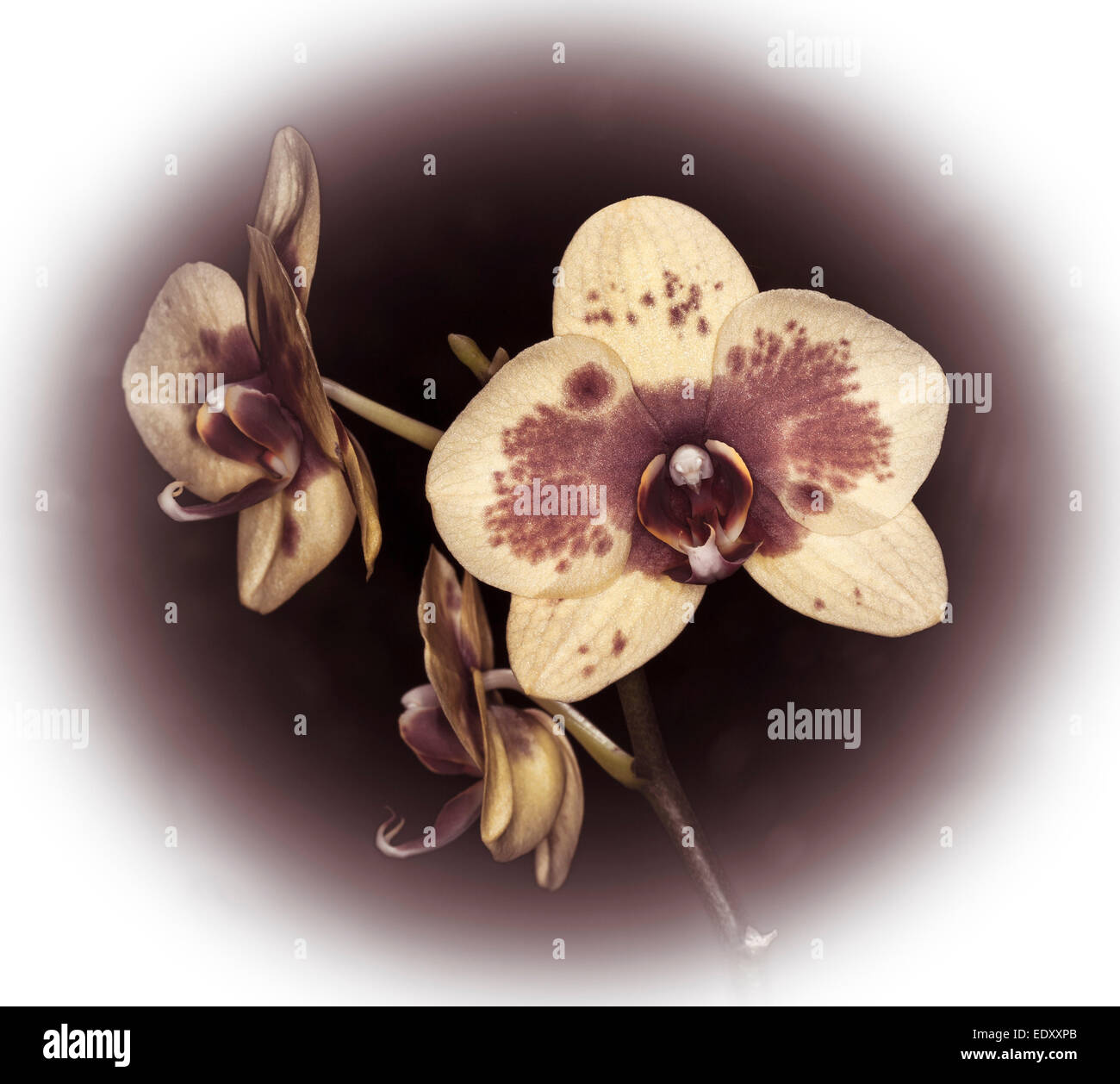 Espectacular flor de Phalaenopsis / Polilla orquídea en tonos sepia de  marrón y blanco, sobre fondo de color marrón oscuro Fotografía de stock -  Alamy