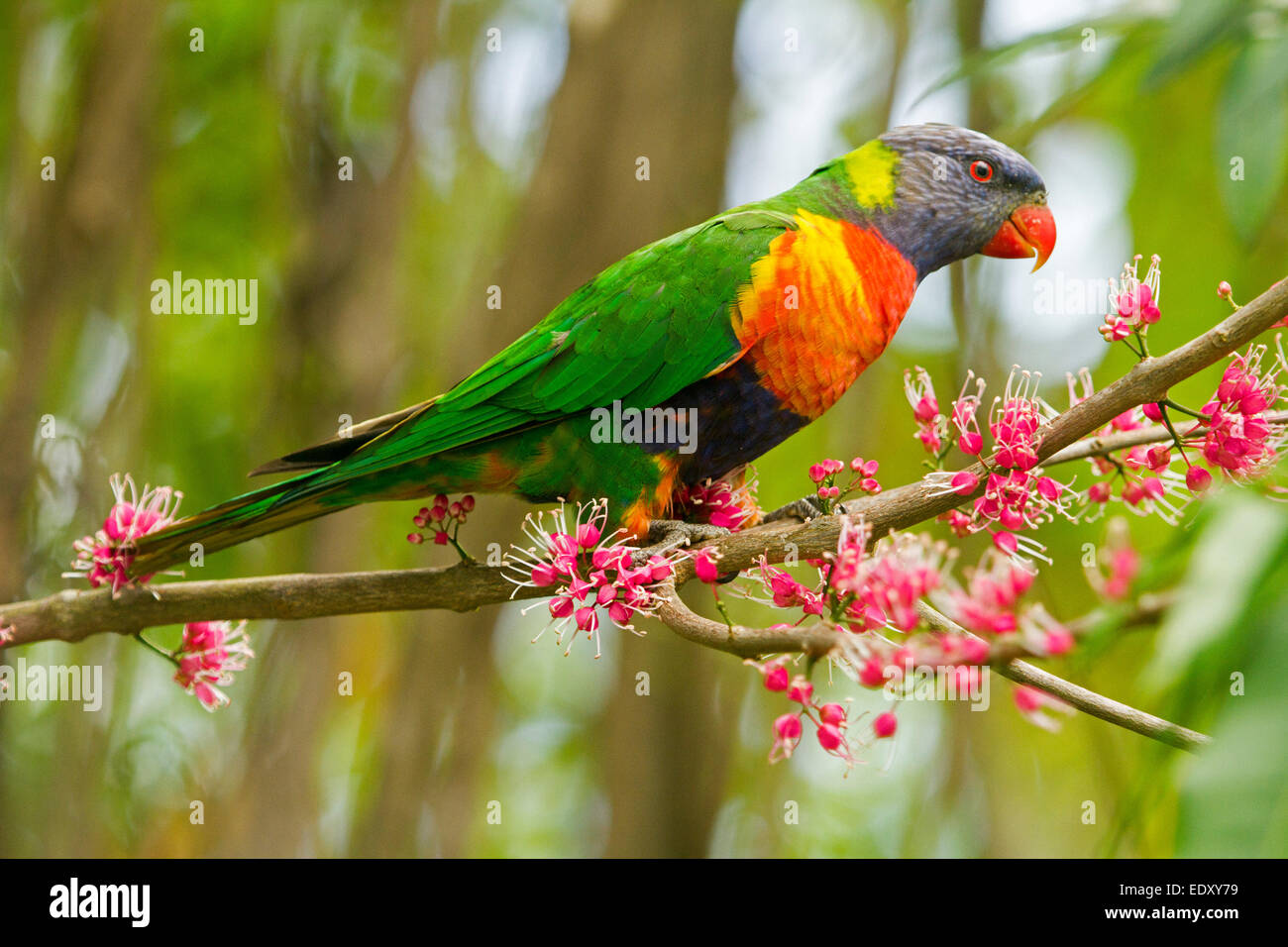 Rainbow lorikeet colores brillantes, Australian parrot en el medio silvestre entre racimos de Rainbow lorikeet colores brillantes, Australian parrot en el medio silvestre entre racimos de