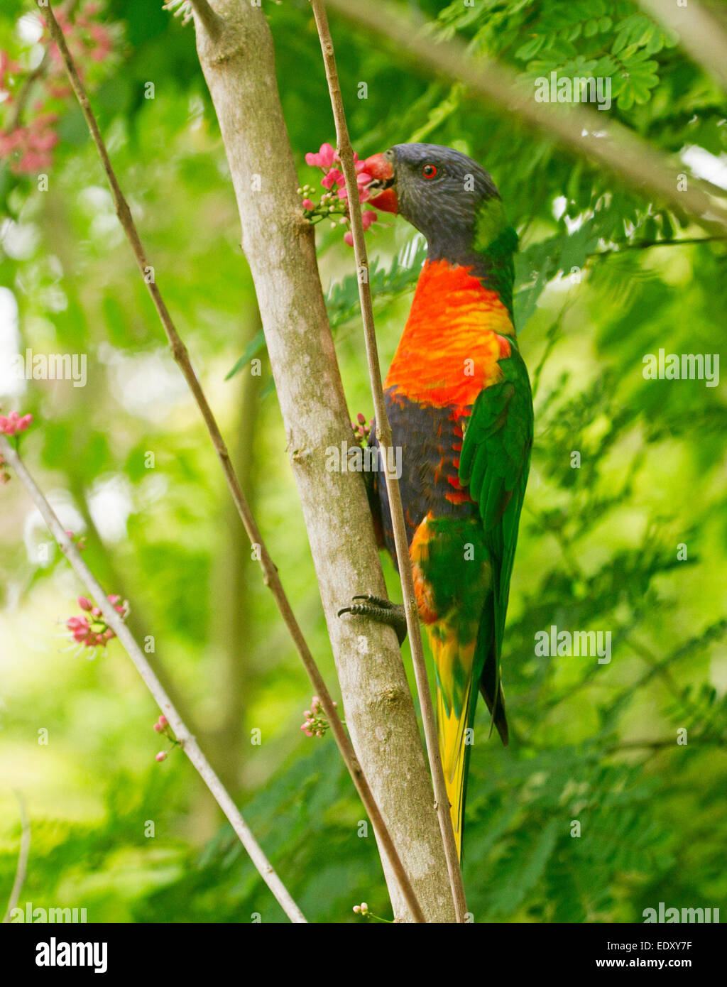 Rainbow lorikeet colores brillantes, Australian parrot en el medio silvestre se alimentan en racimo de flores rosadas de plancha, árbol nativo Melicope elleryana Foto de stock