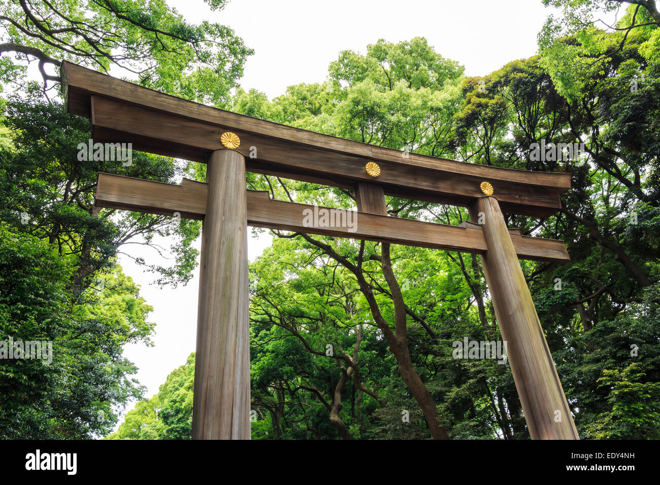 Torii (puerta de entrada) y el árbol en el área de temple ,Japón Foto de stock