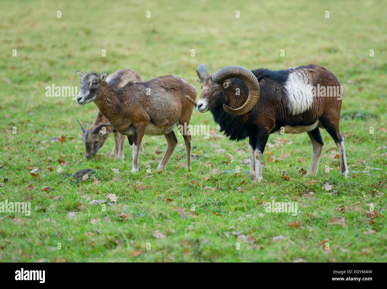 Muflones (Ovis ammon musimon), las hembras adultas y un carnero maduro, cautiva, Baja Sajonia, Alemania Foto de stock
