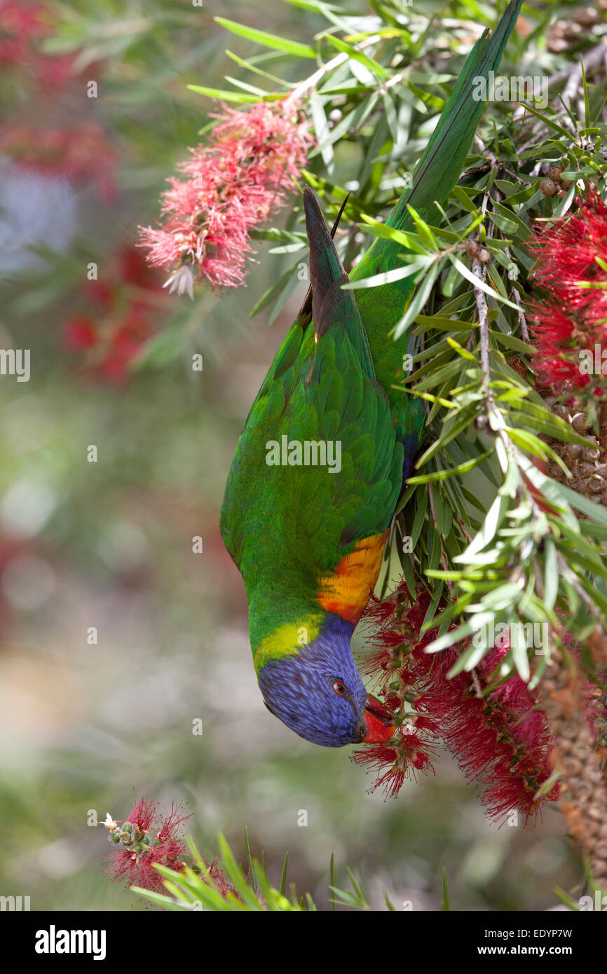 Comer Lorikeet pájaro en una escobilla para biberón arbusto, Australia Foto de stock