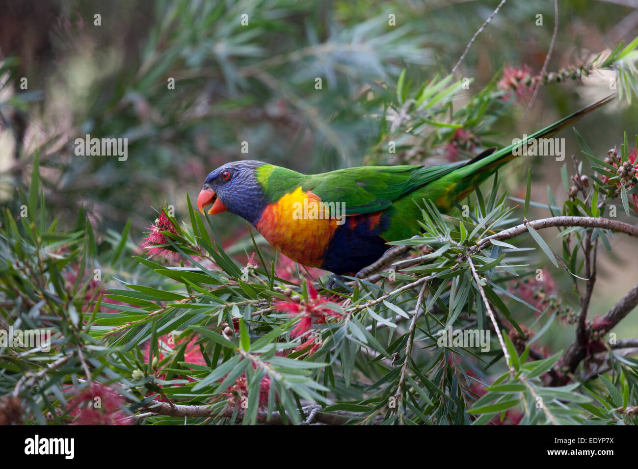 Rainbow Lorikeet pájaro en una escobilla para biberón arbusto, Australia Foto de stock