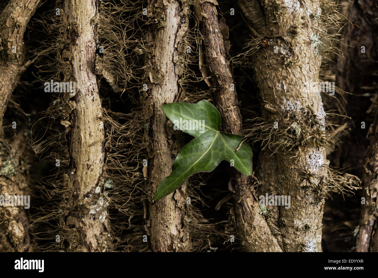 La hiedra crece en un árbol de hoja caduca. Foto de stock