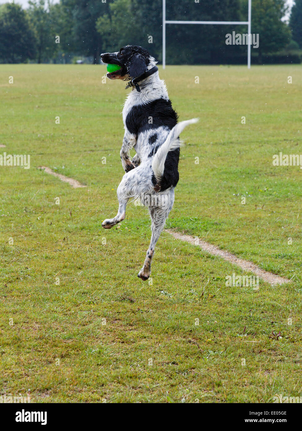 Un adulto en blanco y negro perro Springer Spaniel Inglés saltar en el aire para atrapar una pelota en un parque. Inglaterra, Reino Unido, Gran Bretaña Foto de stock