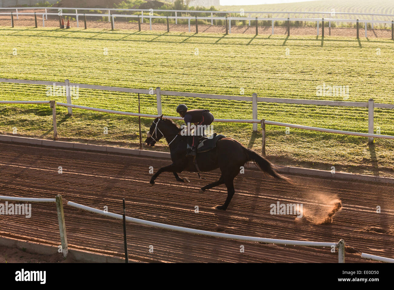 Entrenamiento de caballos de carreras Foto de stock