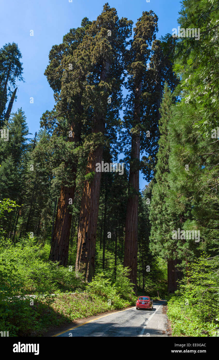 En coche Autopista generales en el Parque Nacional de las secuoyas, Sierra Nevada, California, EE.UU. Foto de stock