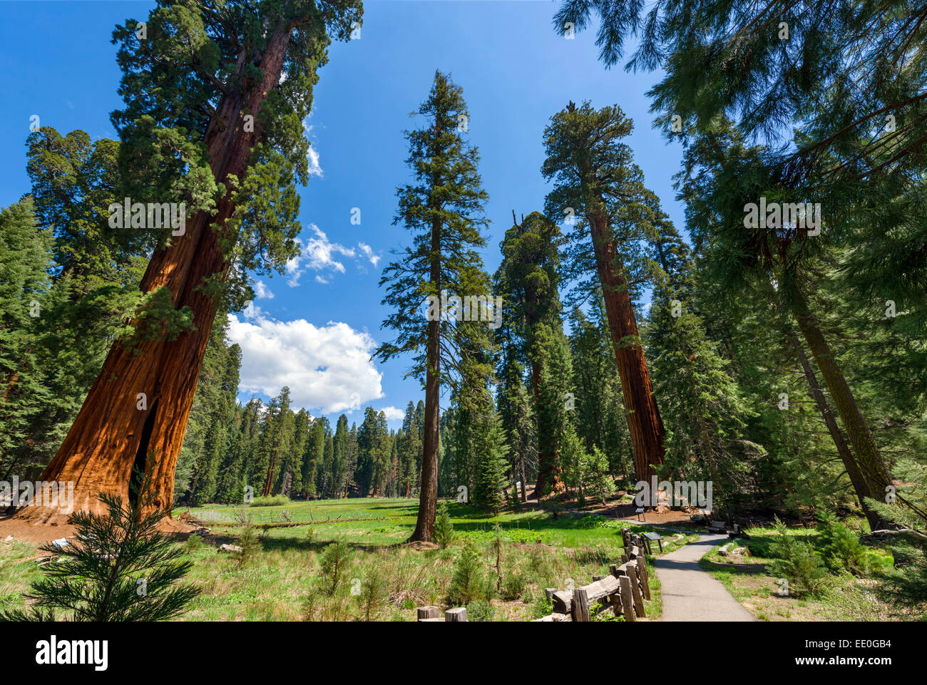 Árboles grandes senderos en el Parque Nacional de las secuoyas, Sierra Nevada, California, EE.UU. Foto de stock