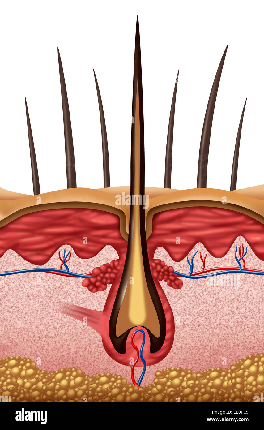 Anatomía del cabello como un concepto médico cerca de un símbolo del folículo en la piel humana. Foto de stock