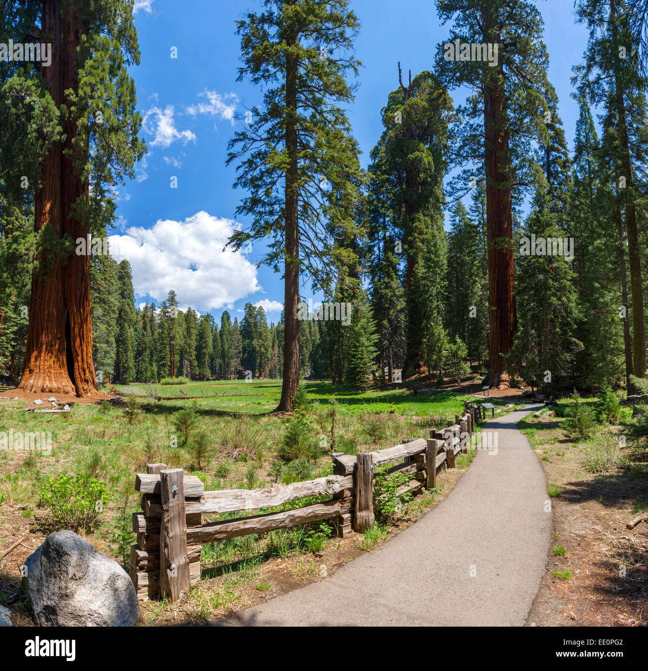 Árboles grandes senderos en el Parque Nacional de las secuoyas, Sierra Nevada, California, EE.UU. Foto de stock