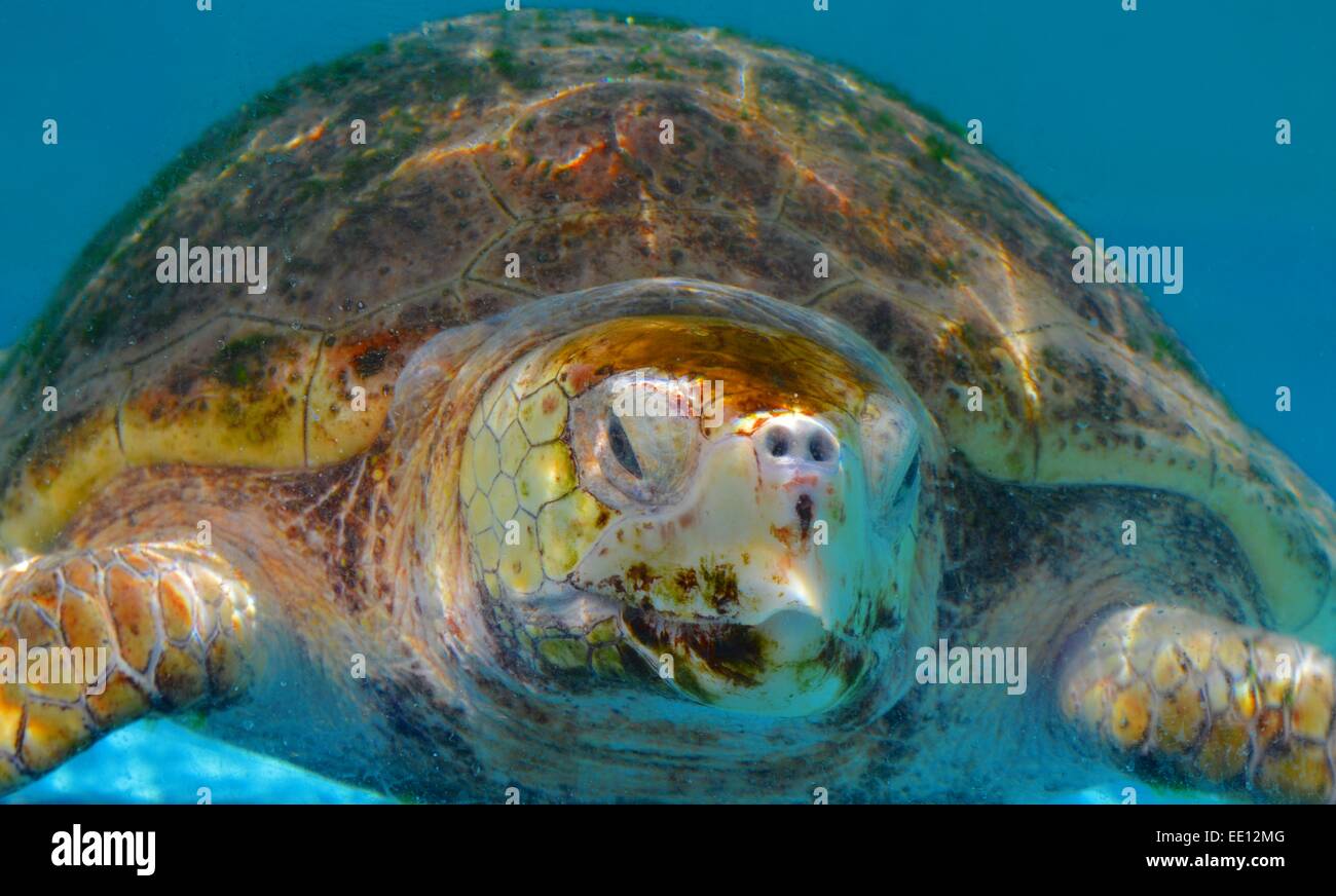 Tortugas mordedoras va a nadar Foto de stock