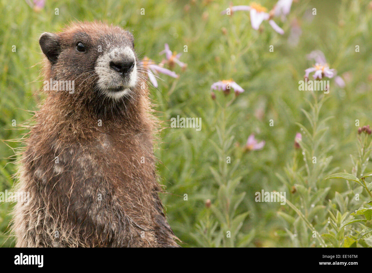 Canosos marmotas del Monte Rainier en flores de pie y escuchando los sonidos  Fotografía de stock - Alamy