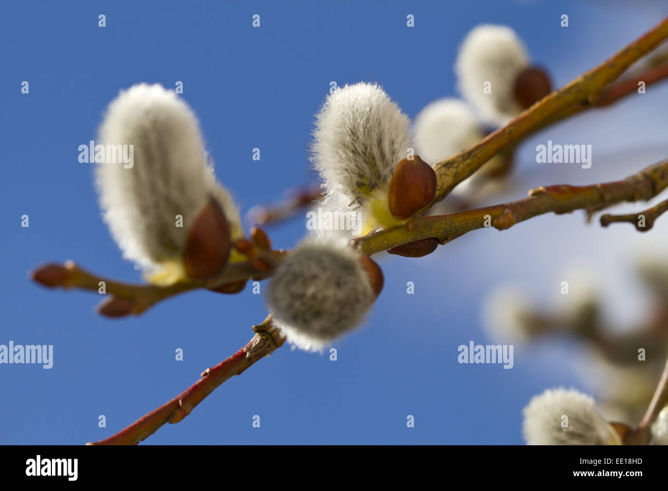Von blühenden Nahaufnahme Salweide Weidenkätzchen, Salix caprea Foto de stock