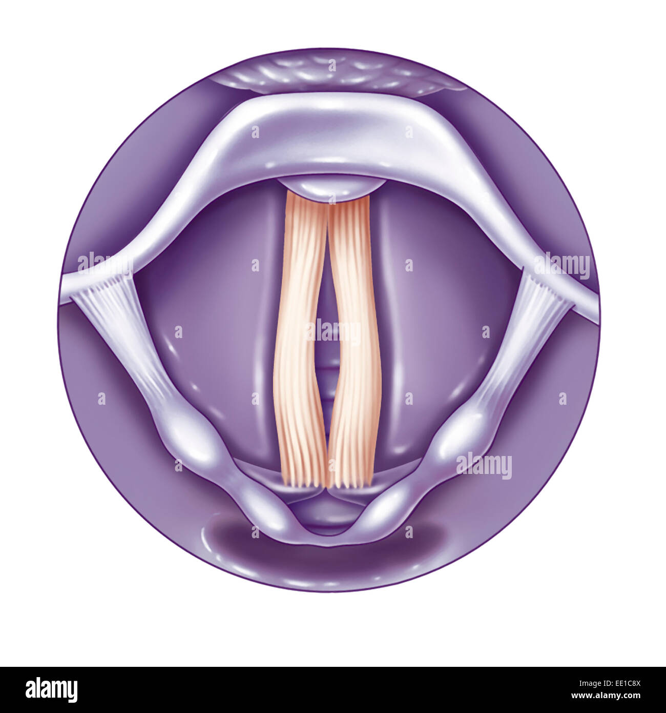 Detalle 28+ imagen cuerdas vocales dibujos