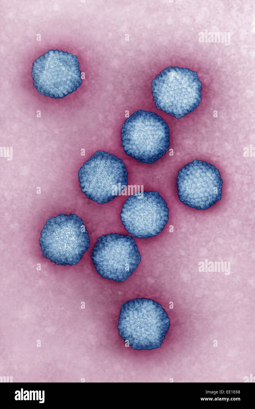 Hepatitis viriones fotografías e imágenes de alta resolución Alamy