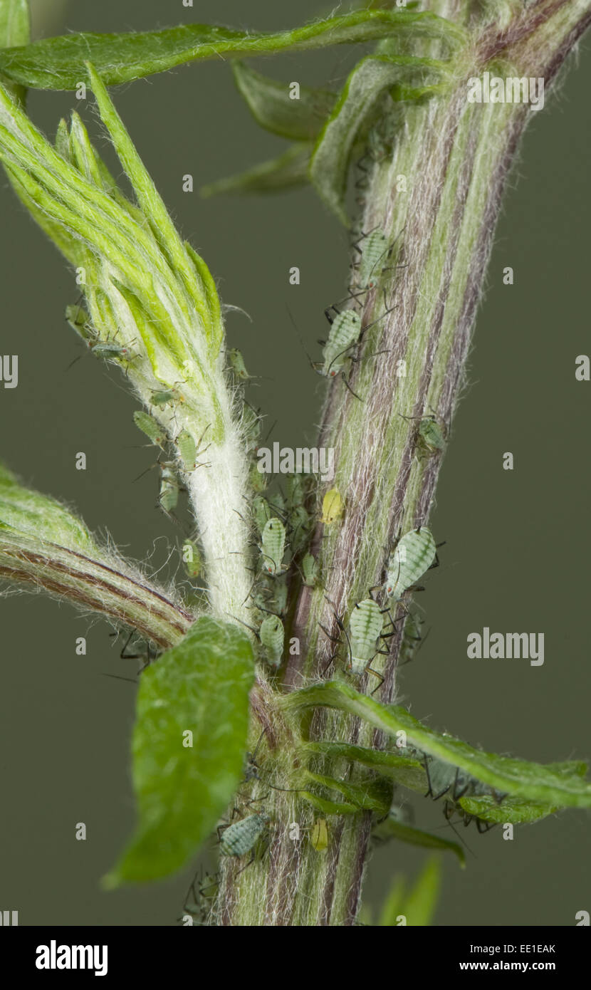 Esbelta, áfido Macrosiphoniella mugwort oblonga, salvajes, planta de mugwort ARTEMESIA VULGARIS. Huésped secundario de esta plaga de los crisantemos cultivados Foto de stock