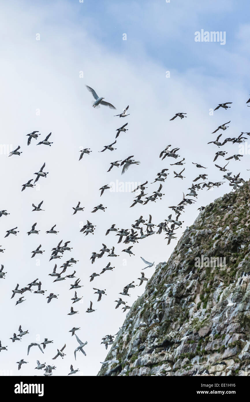Acantilados llenos de aves nidificantes en el lado sur de la isla, Oso, Bjornoya, ártico Svalbard, Noruega, Escandinavia, Europa Foto de stock
